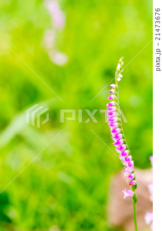 ネジバナ（捩花） 21473676