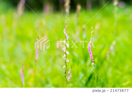 ネジバナ（捩花） 21473677