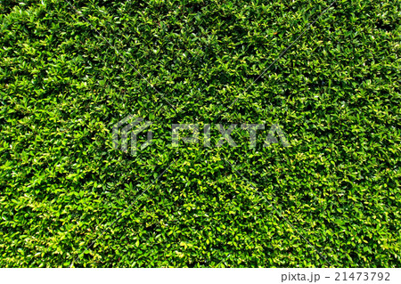 Green leaves wall background Green leaves wall background 21473792