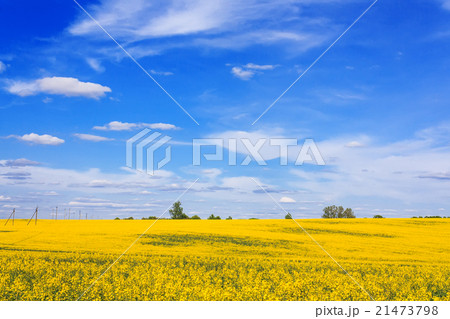 Blooming field and beautiful sky 21473798