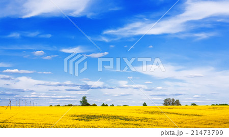 Blooming canola field 21473799