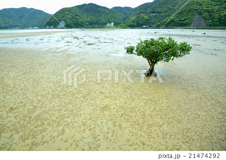 奄美大島 住用のマングローブ林 メヒルギと蟹の食事後の模様の写真素材