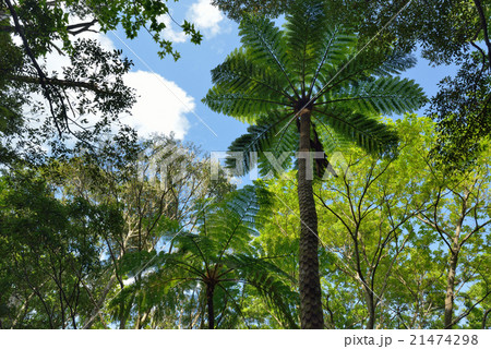 奄美大島　金作原原生林のヒカゲヘゴ 21474298