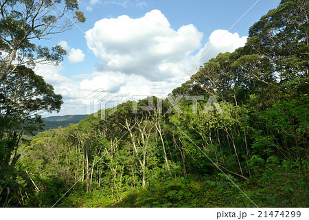 奄美大島　金作原原生林 21474299