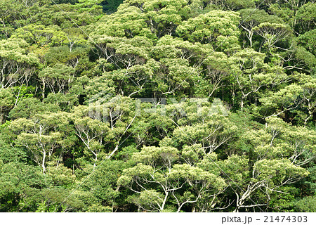 奄美大島 金作原原生林 奄美大島 金作原原生林 21474303