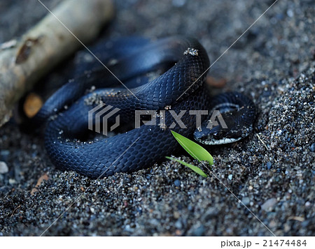 カラスヘビ Elaphe quadrivirgata 21474484
