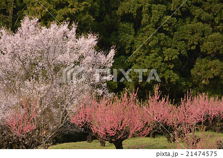 桜と花桃 桜と花桃 21474575