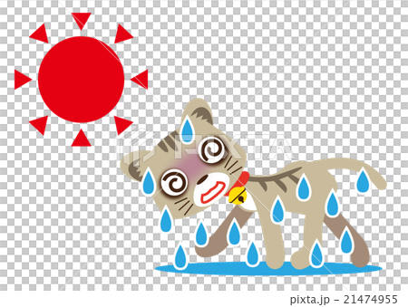 猛暑 ふらふら猫 猛暑 ふらふら猫 21474955