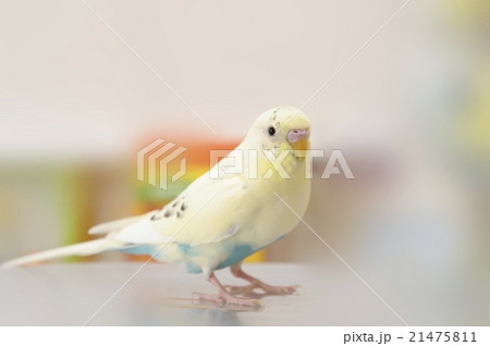 生後10ヶ月のセキセイインコ 21475811