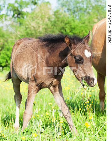 little  foal of welsh pony in the grassland 21475853