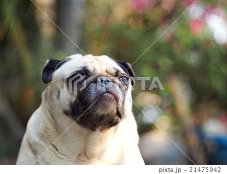 cute lovely fat white pug dog playing outdoor 21475942