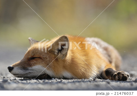 林道で眠るキタキツネ 21476037