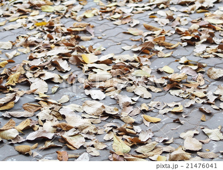 large brown dried falling leaves on the ground 21476041