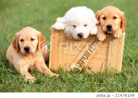 可愛いゴールデンの子犬 21476109