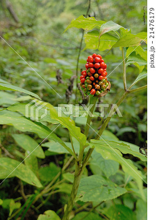 マムシグサの実の写真素材