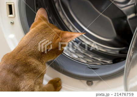 Red cat looking inside washing machine 21476759