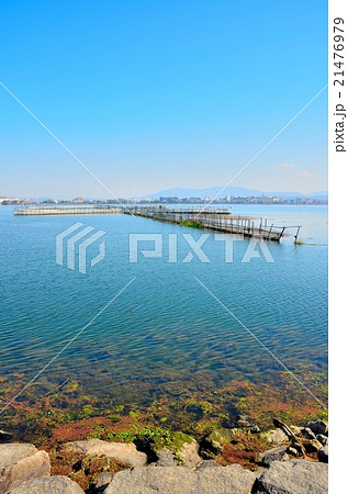 琵琶湖のえり漁 琵琶湖のえり漁 21476979