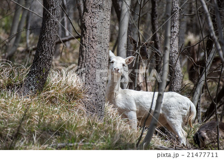 white deer ultra rare portrait 21477711