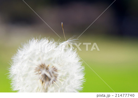 タンポポの綿毛 21477740