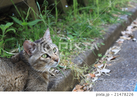 振り向く猫 21478226