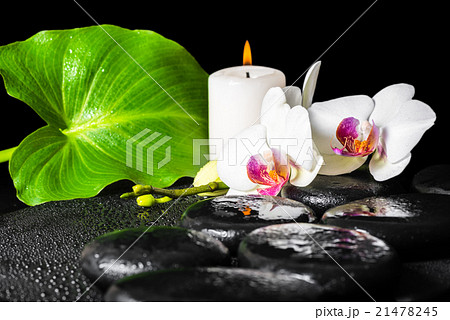 beautiful spa background of white orchid flower 21478245