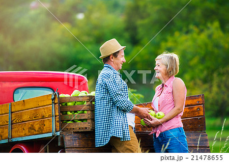 Senior couple harvesting apples, standing at 21478655