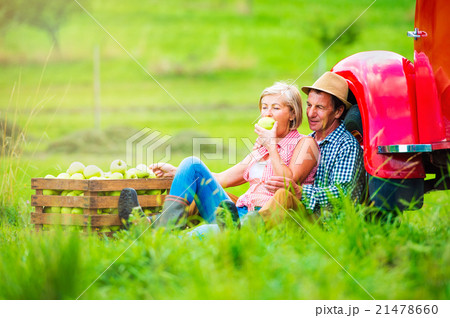 Senior couple harvesting apples, sitting at 21478660