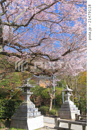 哲学の道の桜 哲学の道の桜 21479118