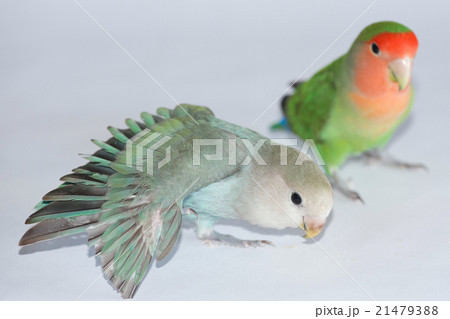 仲良しのコザクラインコ 21479388