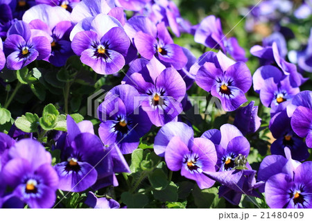 満開の紫色のビオラの花の写真素材