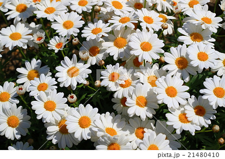 満開の白いマーガレットの花の写真素材 21480410 Pixta