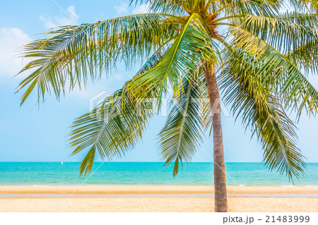 Beautiful palm tree on the beach 21483999