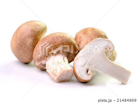 mushroom isolated on white background 21484909