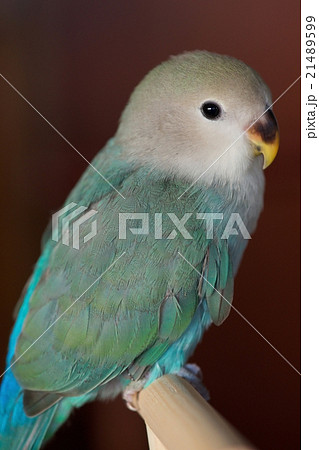 コザクラインコのヒナの写真素材 [21489599] - PIXTA