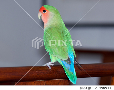 コザクラインコ 21490944