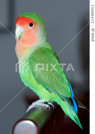 コザクラインコ 21490951