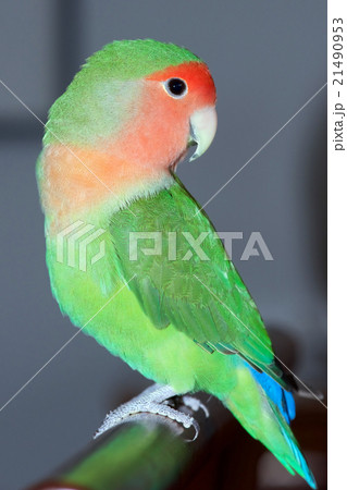 コザクラインコ コザクラインコ 21490953