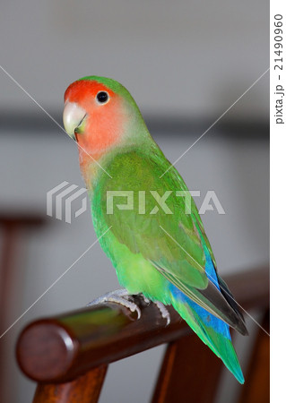 コザクラインコ 21490960