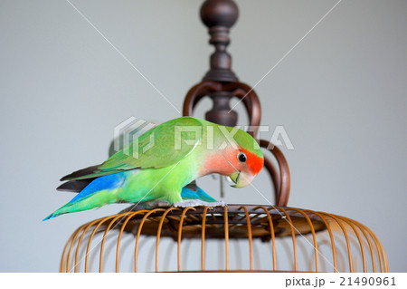 コザクラインコ 21490961