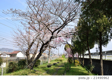 桜のある景色 21490962