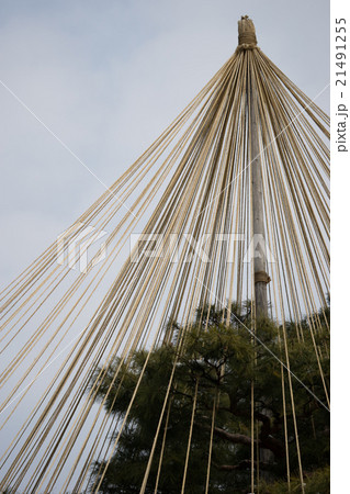 松と雪吊り、冬支度、金沢 松と雪吊り、冬支度、金沢 21491255