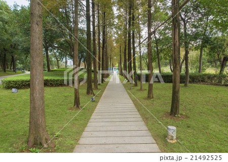 Parks and corridors of trees 21492525