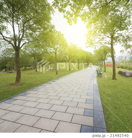 Parks and corridors of trees 21492540