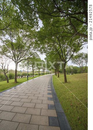 Parks and corridors of trees 21492578