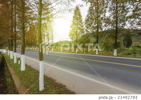 Sunset forest roads Sunset forest roads 21492793