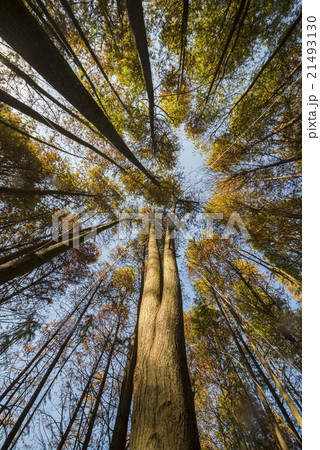 Dawn Redwood looking 21493130