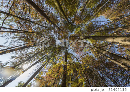 Dawn Redwood looking 21493156