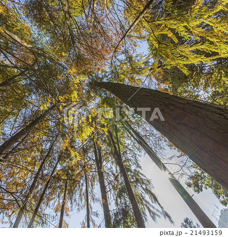 Dawn Redwood looking. 21493159