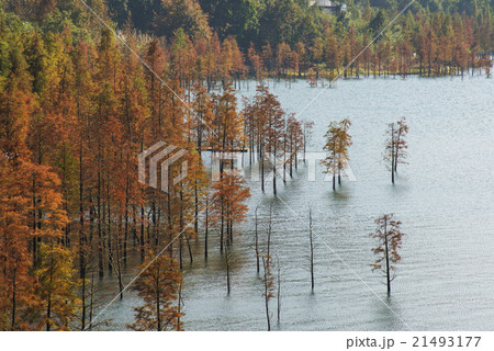 Dawn Redwood looking 21493177