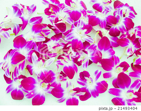 ハワイアンレイの蘭の写真素材